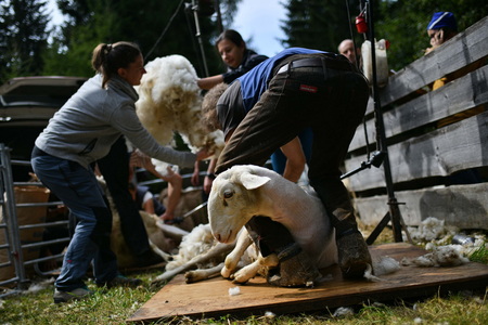 Prikaz striženja ovc
